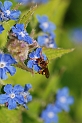 Nomada ruficornis - B